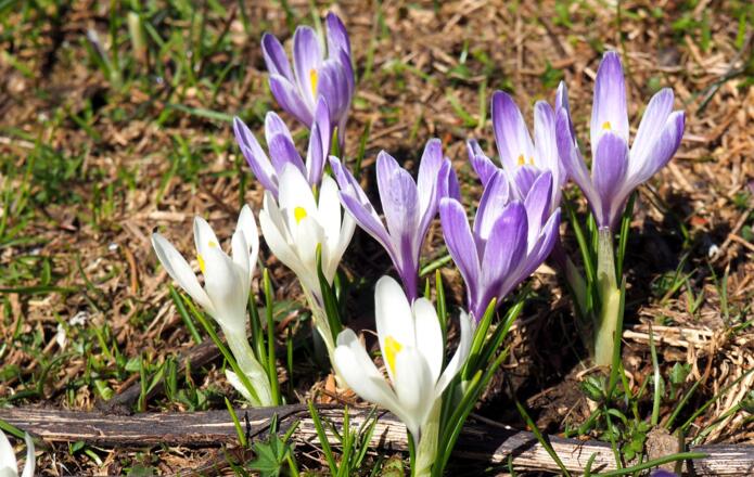 unzählige Krokusse am südwestseiten Anstieg zum Tamberg