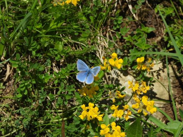 Himmelblauer Bläuling