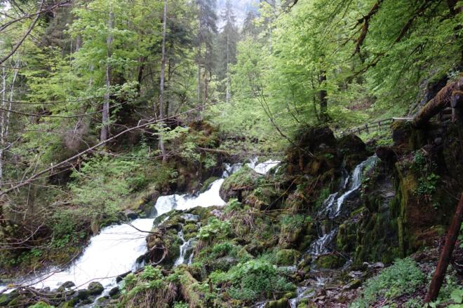 Wilde Wege bei der Alten Mühle