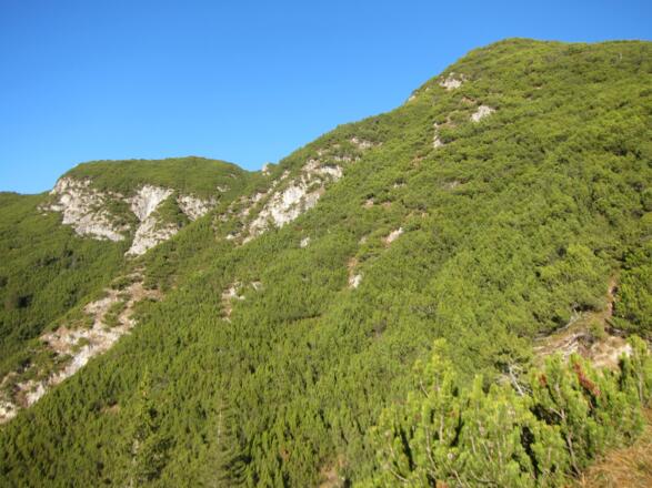 durch ausgedehnte Latschenfelder zum Gipfel