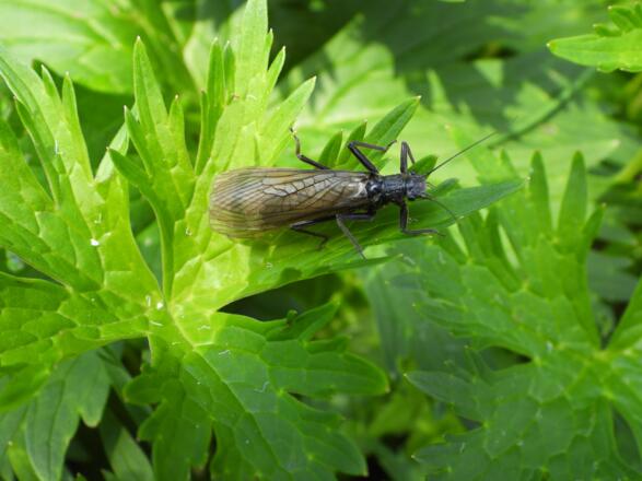Eine große Steinfliege
