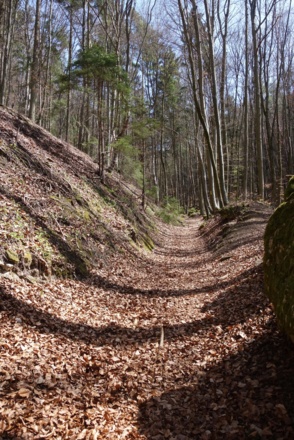 tolle Waldpfade