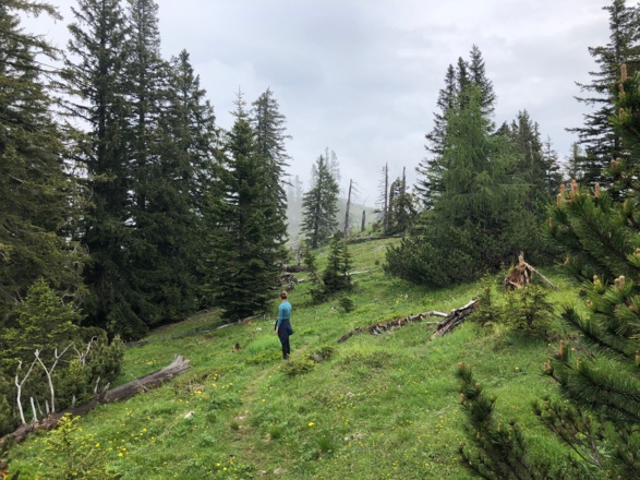 Auf den Almflächen des Zehnkasers angekommen geht es auf schmalen Pfadspuren weiter