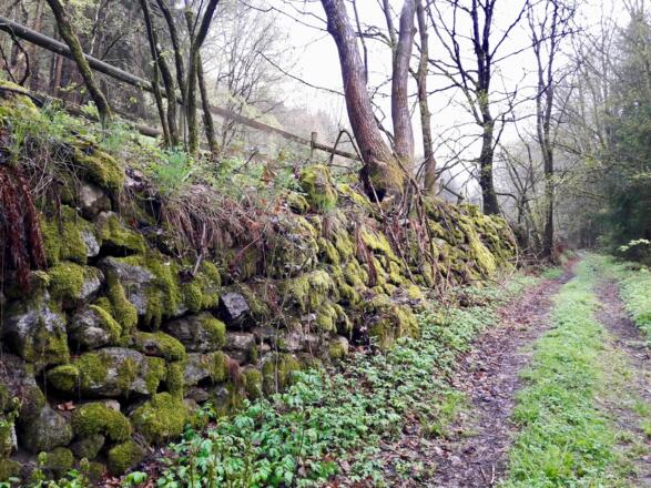 Vermooste Steinmauer am Bierweg