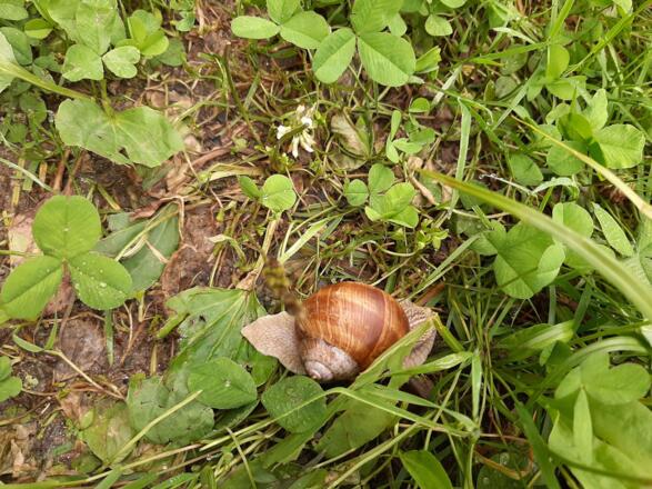 Schnecke