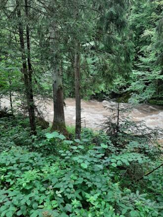 Große Mühl führt Hochwasser