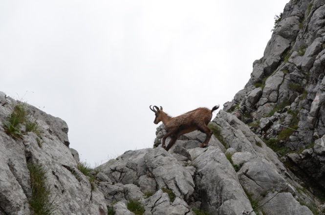 Gämsen sieht man im Tennengebirge des öfteren.