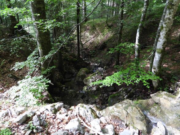 Wildromantische Wälder