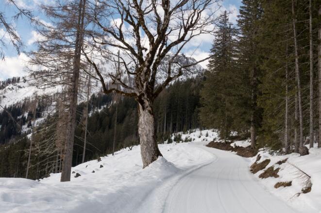 präparierte Forststraße im Bereich der Rodelbahn