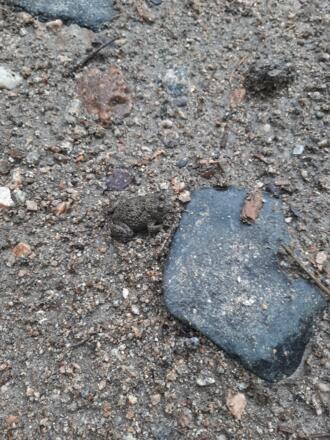 Frosch