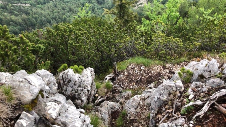 Auf dem Grat täuschen die Latschen links und rechts oft über die Ausgesetztheit hinweg