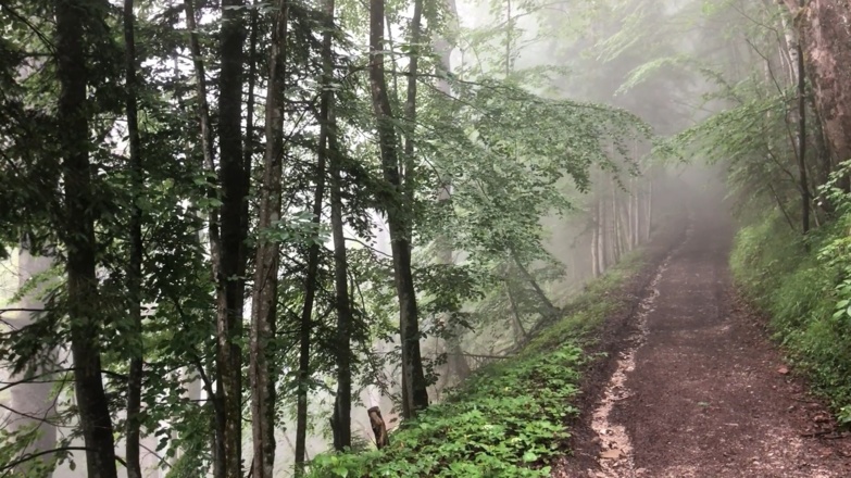Zu Beginn führt ein Forstweg stetig bergan
