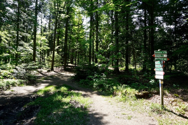 Wegknoten "Josefs-Buche"
