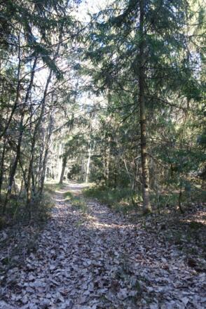 Waldwege zurück nach Hofdorf