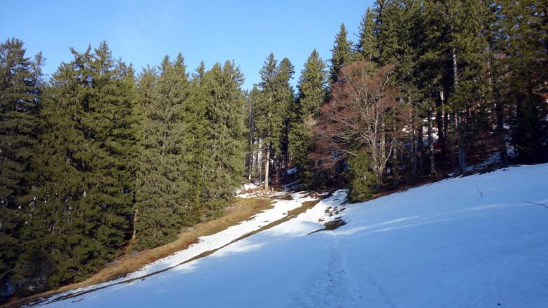 Forststraße ~1245m und Wiese queren