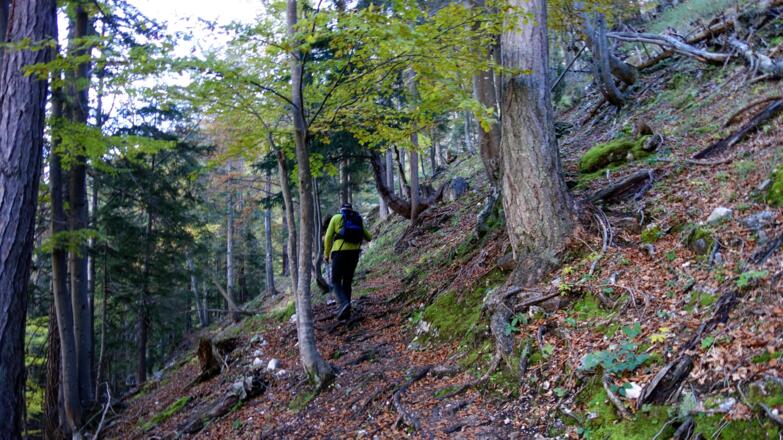 Anstieg im Mischwald