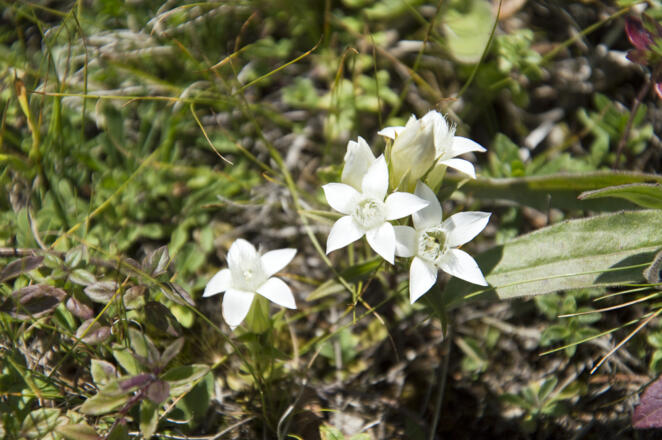 In Gipfelnähe blüht der Deutsche Kranzenzian in der weißen Variante.