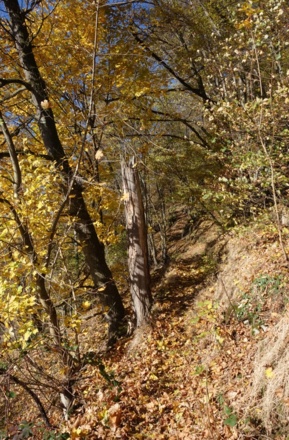 Uferpfad Eixendorfer Stausee