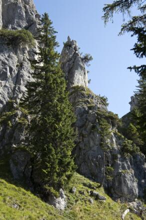 Wilde Felsenzacken säumen den Pfad am Sonnenberggrat ein.