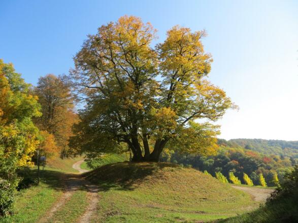 Casteller Gerichtslinde
