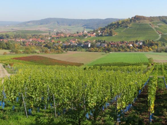 Castell von der Weinlage "Kugelspielberg" aus