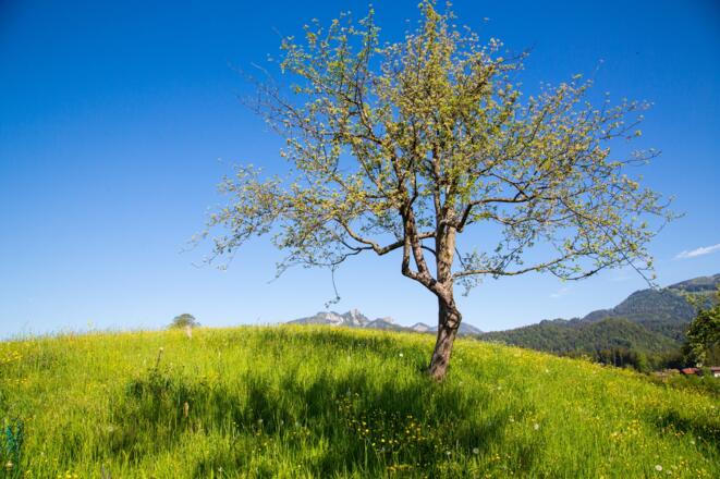 20 FEWO-Fleck Hans Obstgarten