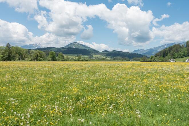 Frühlingswiese, im Hintergrund Kleiner Priel, Tamberg und Sengsengebirge