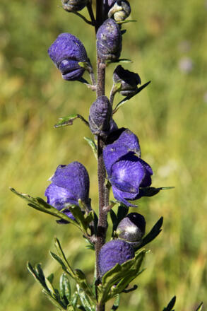 Der giftige Blaue Eisenhut blüht erst im späten Sommer.