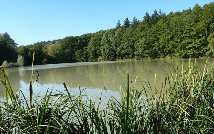 Tränksee bei Wüstenfelden