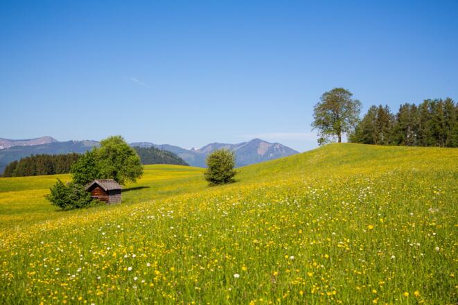 21 FEWO-Fleck Hans Wiese