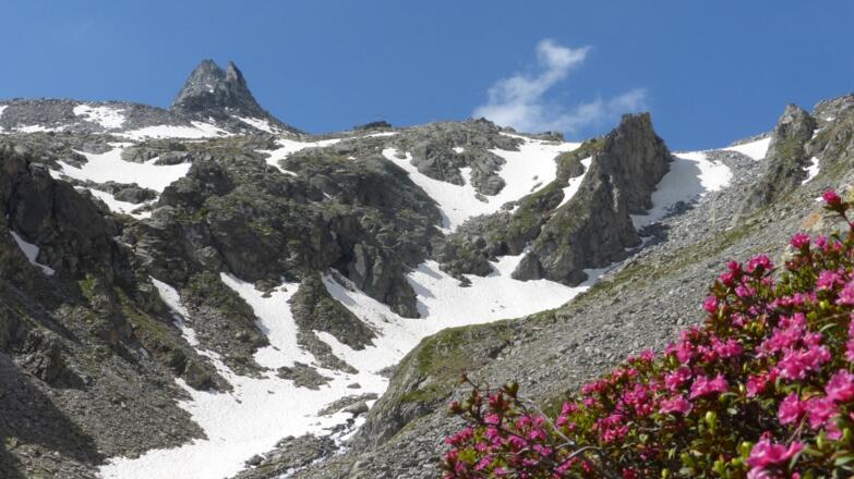 Almrosen und Schnee im Juni