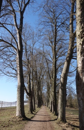 Allee beim Prüfeninger Schloss