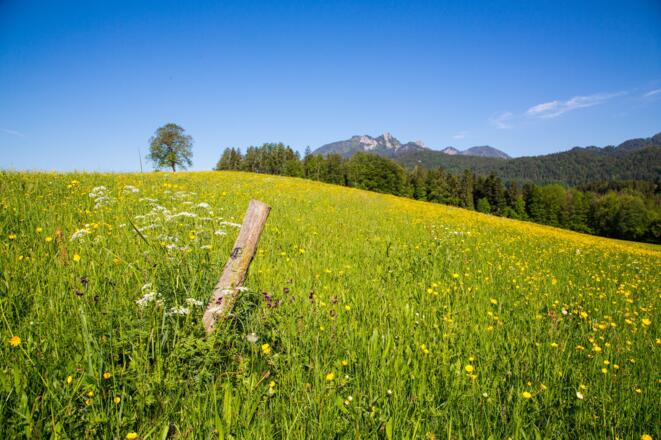 22 FEWO-Fleck Hans Wiese2
