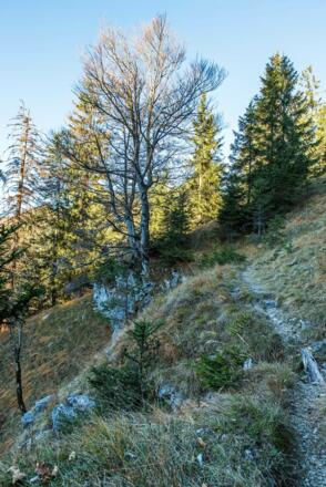 an diesem Baum rechts abbiegen
