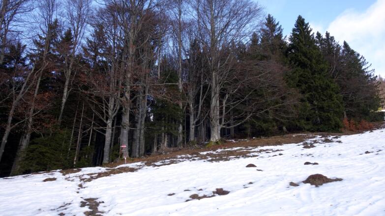 Querung zum Waldrand ~1200m