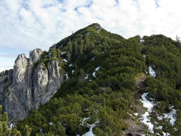Der Gipfelabstieg über den Westgrat zum Nesselberg führt anfangs durch Latschenbuschwerk, ehe er richtig steil wird.