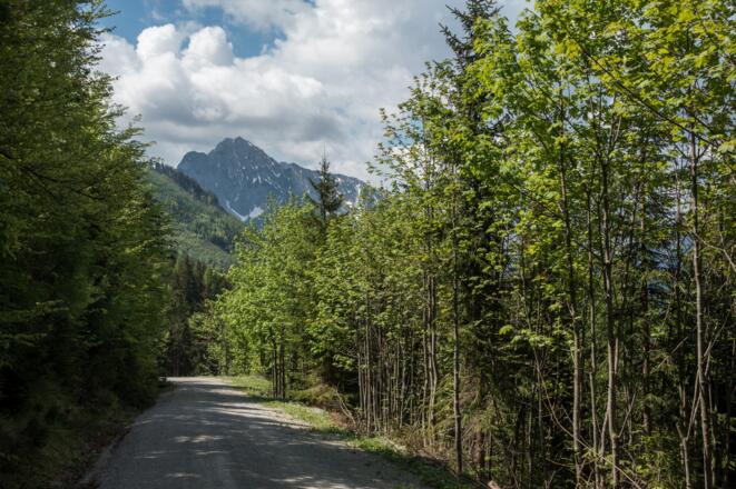 Forststraße hinunter nach Spital am Pyhrn und Bosruck im Hintergrund