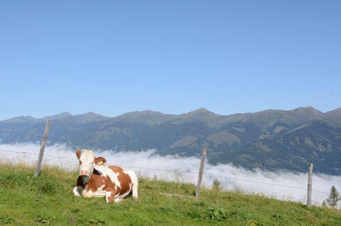 Pinzgau im Nebel, Pinzgauer Kamm und Kühe am Maiskogel in der Sonne