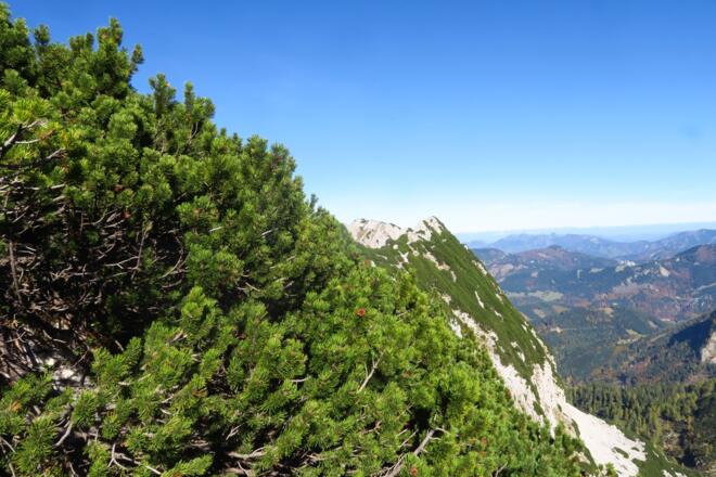 Am Sepp-Wallner-Steig angekommen bis zur Abzweigung zum Scheiblingstein habe ich einen Großteil der Laglmauer vor mir. Gute 550m hatte ich jetzt vor mir, hoffentlich nicht zu viel Latschenkontakt, sonst wird das nichts. 550m in den Latschen sind auch