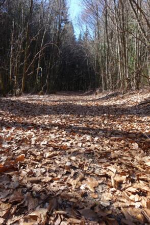 Waldwege beim Aufstieg