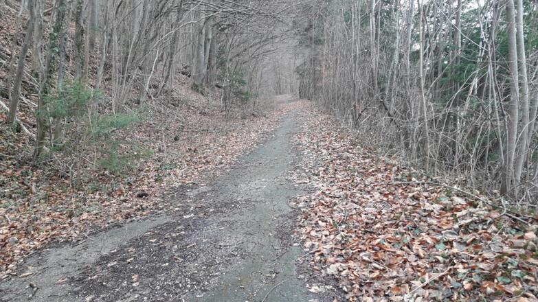 gute Wege durch den Mischwald