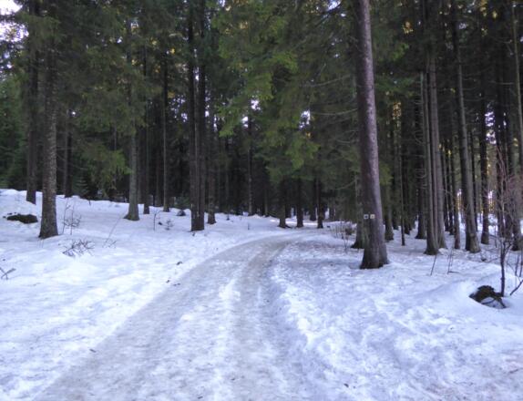 Über den Goldsteig geht es hinauf auf den Pröller