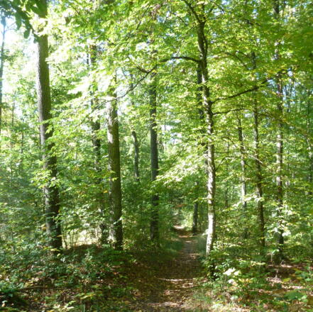 Herrliche Wanderwege auf der TraumRunde Castell