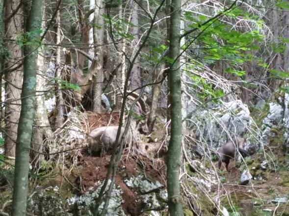 Steinböcke im Wald oberhalb der Hinteren Längentalalm