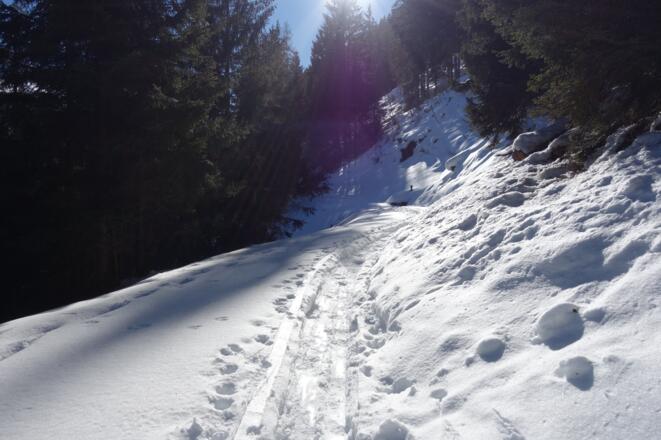 meist führt die Tour durch dichten Wald