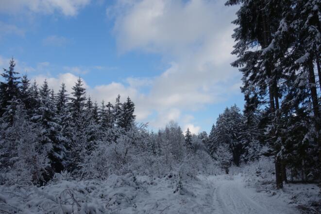 Winterwonderland im Dexenholz