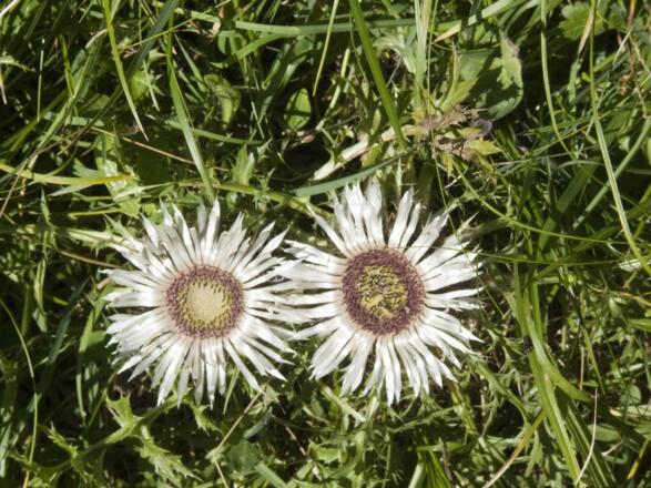 Im Herbst schmücken Silberdisteln die Weidehänge.