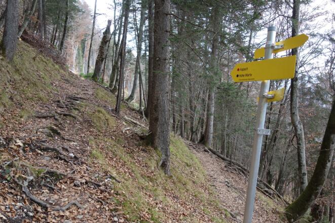 weiter durch den Buchenwald