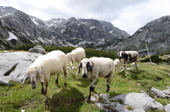 Neugierige Begleiter bei den Pitschenbergalmen