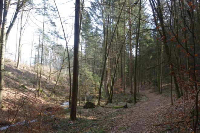 Tal des Limpflbach